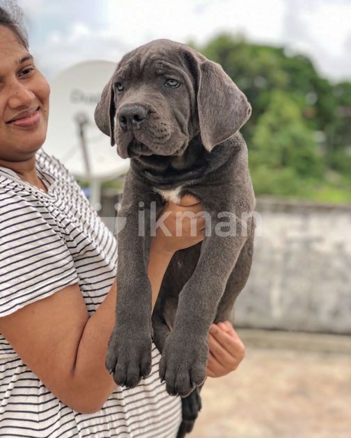 Cane Corso Puppies Pure Blood In Seeduwa Ikman