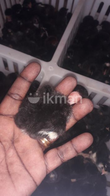 Jet Black Colour Chick For Sale In Nattandiya Ikman