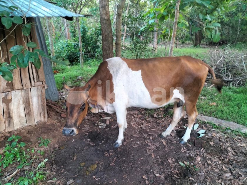 කර එළදන for Sale in Mihintale ikman