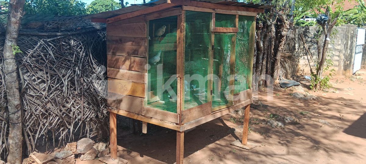 Chicken Cage For Sale In Jaffna City Ikman