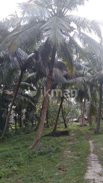 Land For Sale Wadduwa Ikman