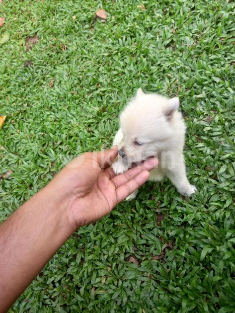 Lion Pomanerion Puppies For Sale In Ampara City Ikman