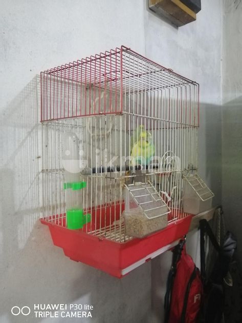 Love Bird With Cage For Sale In Dehiwala Ikman