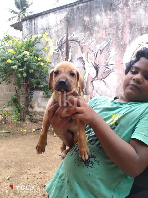 Rhodesian Ridgeback Puppies For Sale In Kandana Ikman