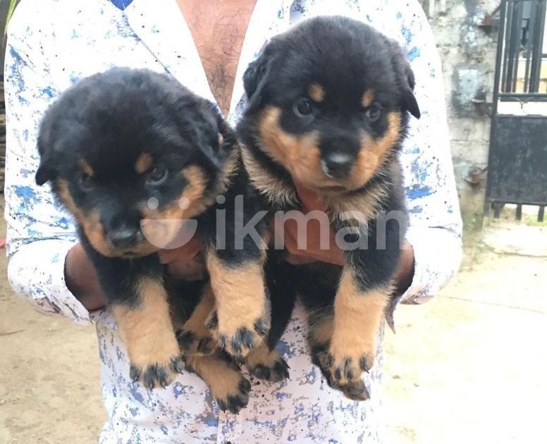 Rottweiler Puppies In Marawila Ikman Lk