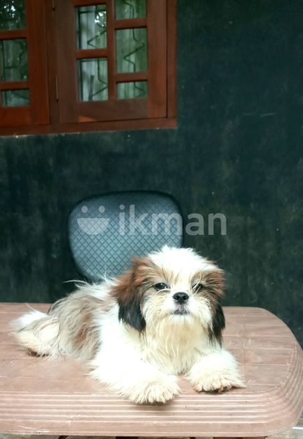 Shih Tzu Puppies In Negombo Ikman Lk