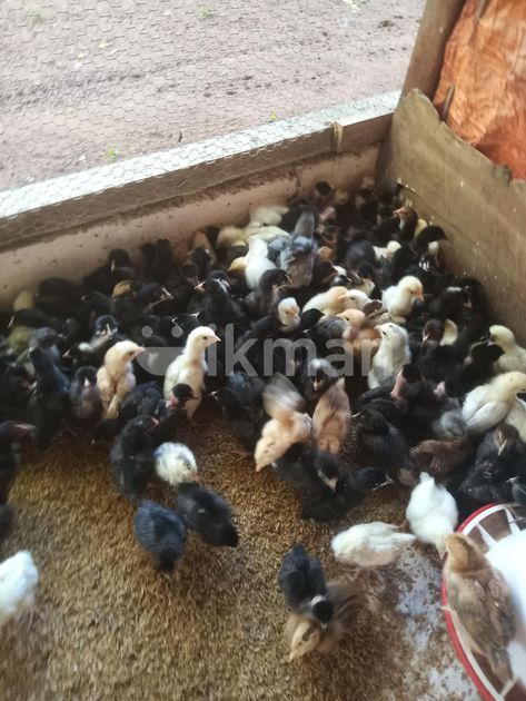 Two Weeks Old Country Chick For Sale In Nattandiya Ikman