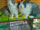 Rabbits