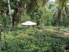 02 Acers and 39 Perches Tea Estate for Sale in Kosgama. PCCC-A1