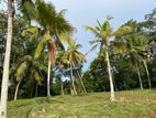 02 Acres Land for Sale in Ahangama (SSPL-390)