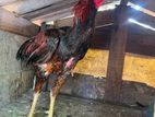 Rooster