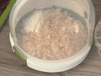 02 Syrian Hamsters with cage