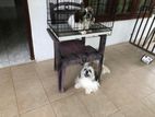 02 X Shih Tzu Dogs With Cage