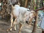 Farm Goat