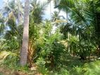 03 Acres Coconut Land with Two Story House for Sale Kurunegala Gonagama