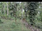 03 Acres of Coconut Land for Sale in Tangalle