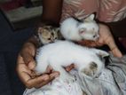 Kittens for Kind Home