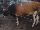 Male Cow