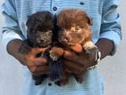 Shih Tzu Puppies