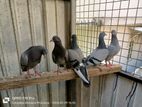 Tipplar Pigeons