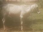 Namban Maadu