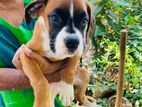 Boxer Puppies