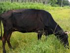 Farm Cow