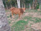Farm Cow