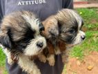 Shitzu Puppies
