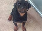 Rottweiler Dog