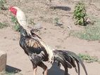 Rooster