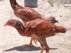 Aseel Rooster Chicks
