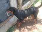 Rottweiler Dog