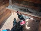 Farm Chicken