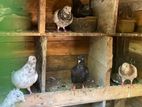 Pigeons
