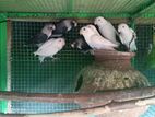 Lovebirds