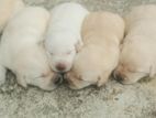 Labrador Puppies