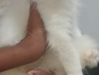 Persian cat