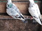 Pigeon