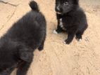 Lion Pomeranian Puppy