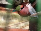 African Love Birds