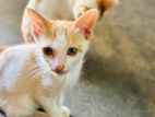 Kitten for Kind Home