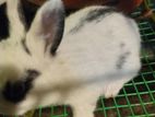 Rabbit