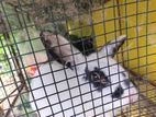 Rabbit