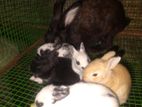 Rabbits