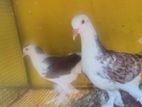 Pigeons