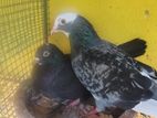 Pigeon