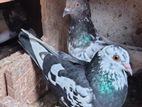 Pigeons