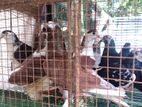 Pigeons