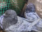 Pigeons